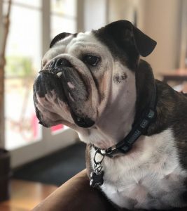 This is a photo of a black and white bulldog named Yeti.